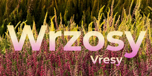 Jak posadzić wrzosy w doniczce, żeby długo wyglądały pięknie?!